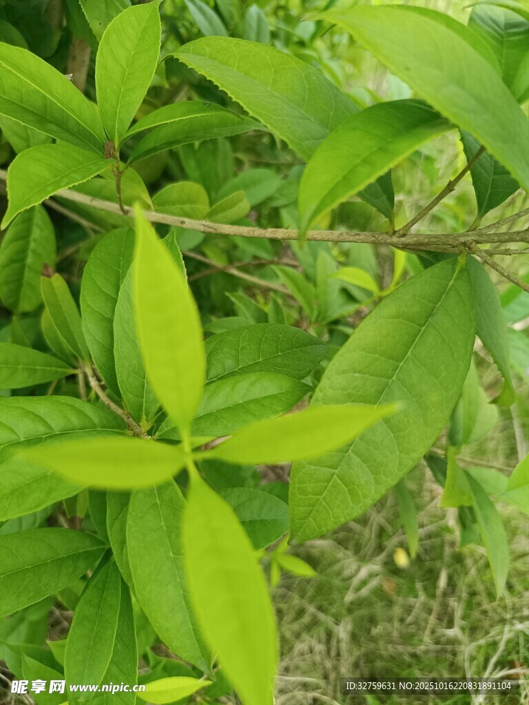 嫩绿叶片的清新植物景象
