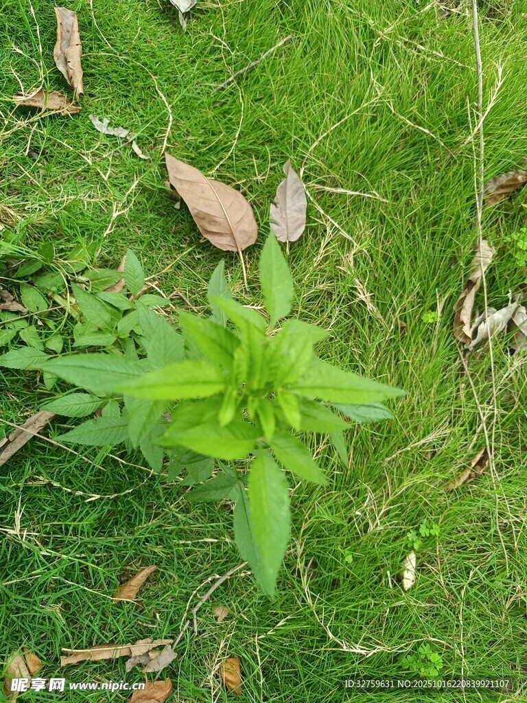 草地上的嫩绿植物