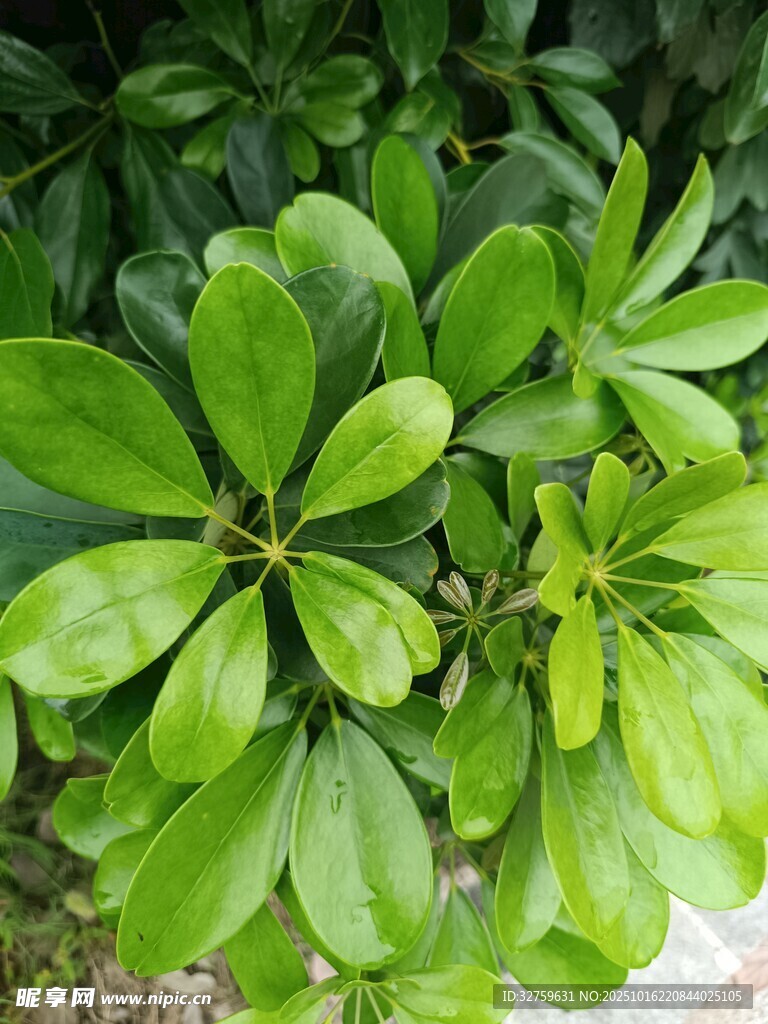翠绿繁茂的绿叶植物