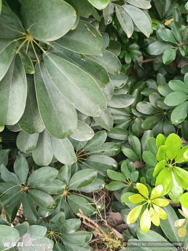 绿叶间的清新生机