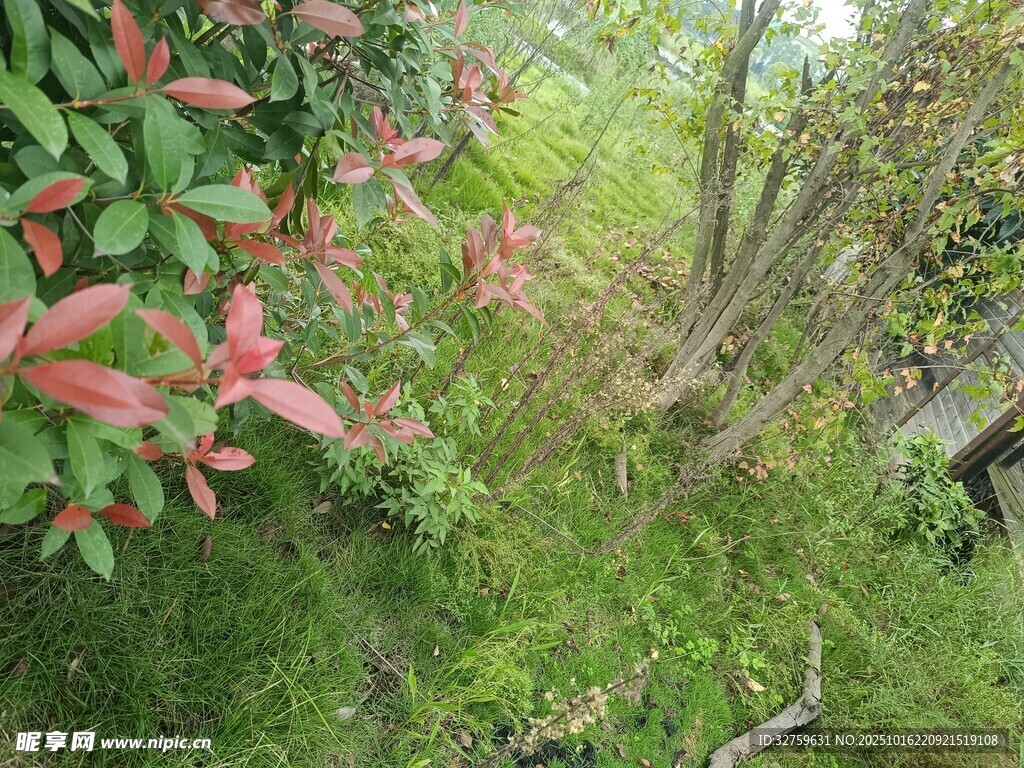 春日繁花绿植小径美景