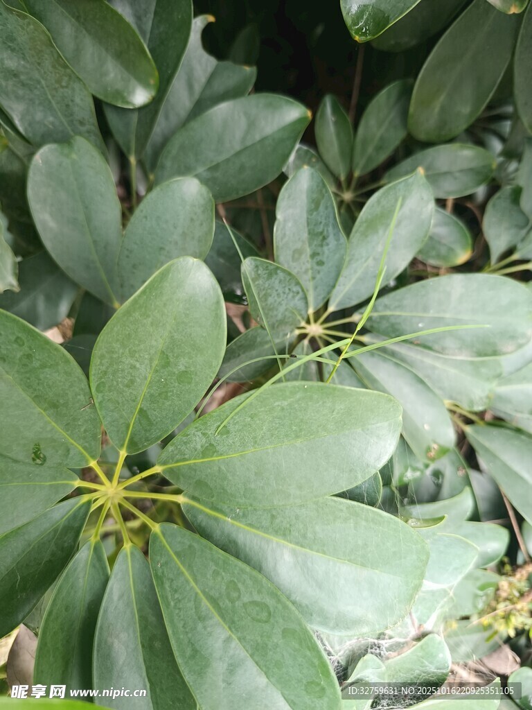 绿叶簇拥下的鲜艳植物