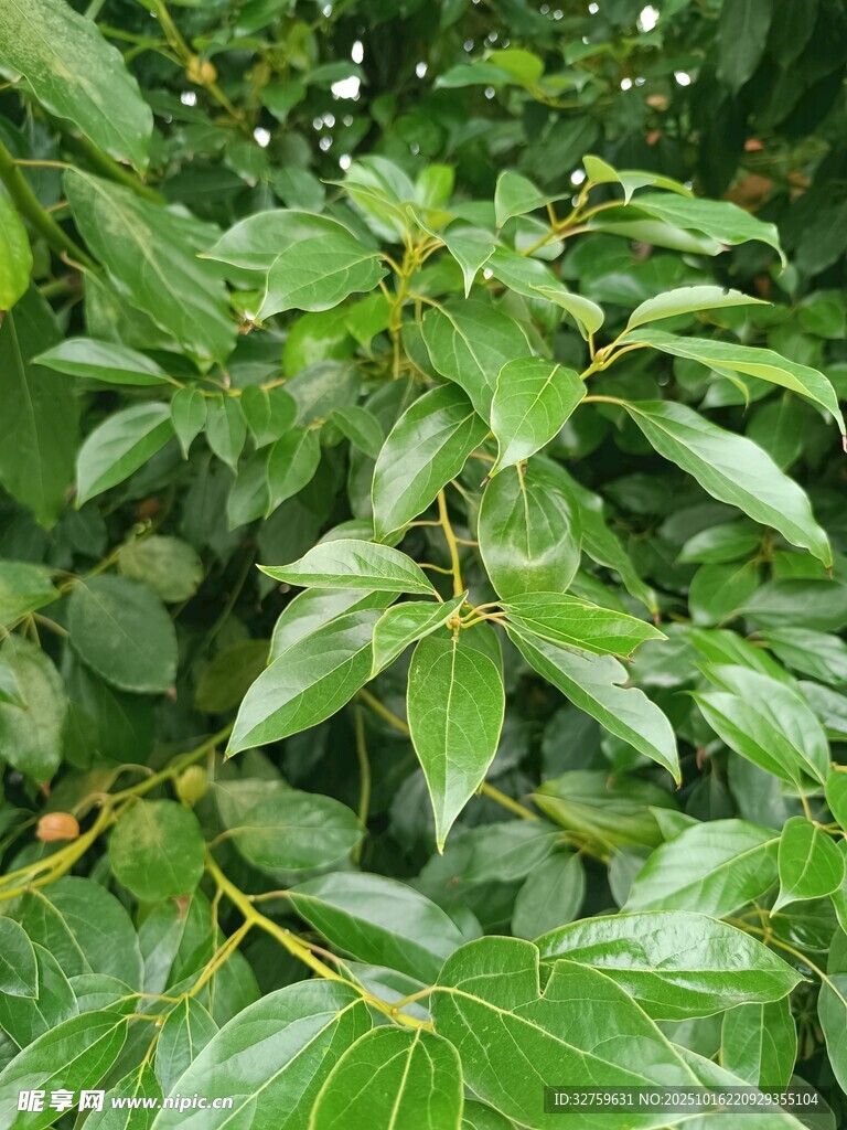 翠绿繁茂的树叶特写