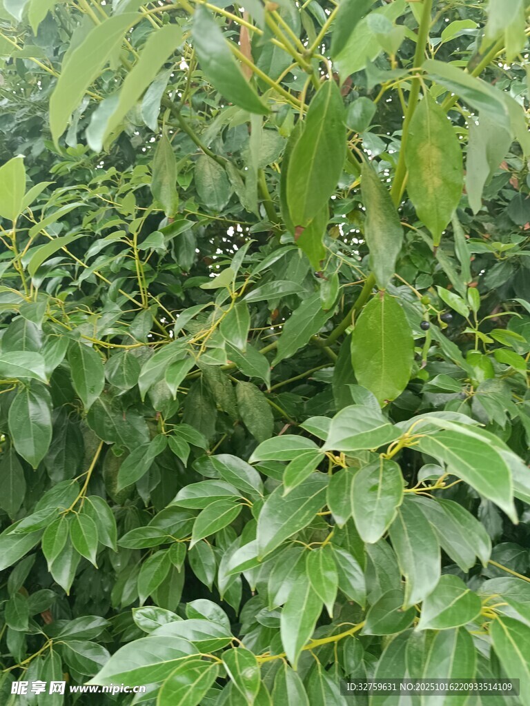 繁茂绿叶植物景观