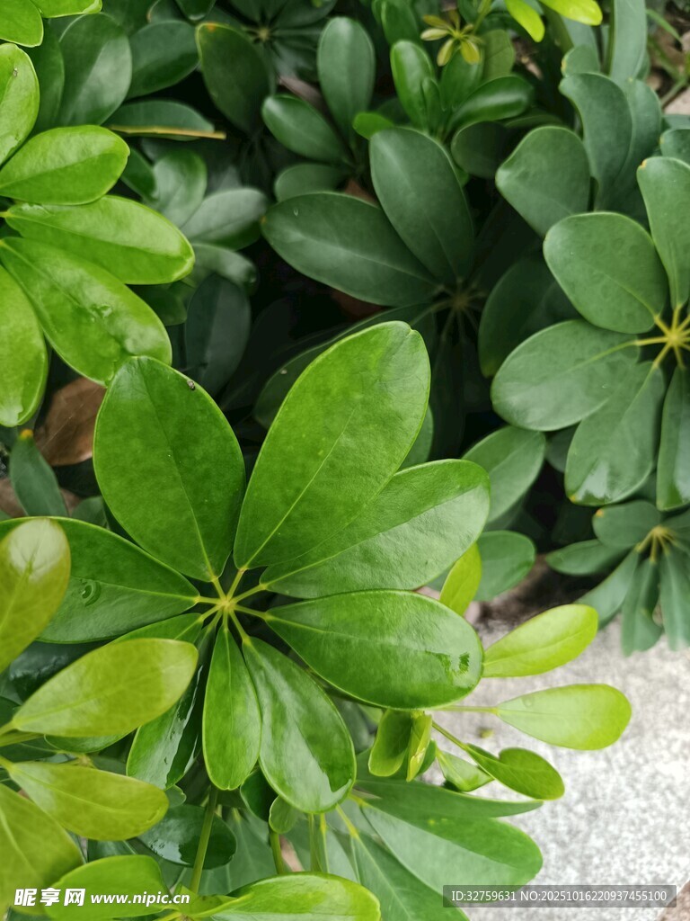 翠绿鸭脚木叶片特写