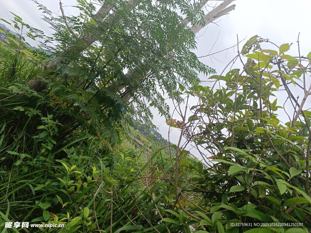 繁茂的野外绿植景观