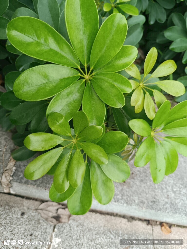 绿叶植物特写