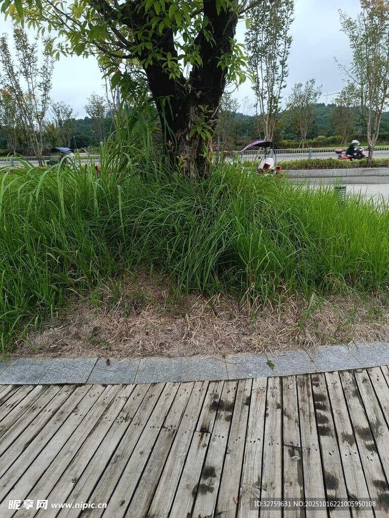 户外木质步道旁绿植景观