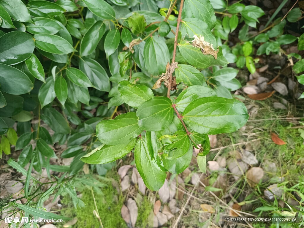 绿叶繁茂的植物