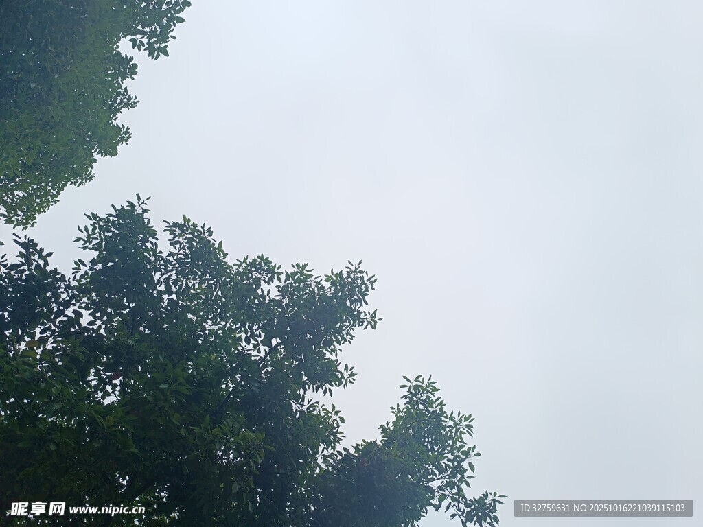 仰视绿树蓝天景象