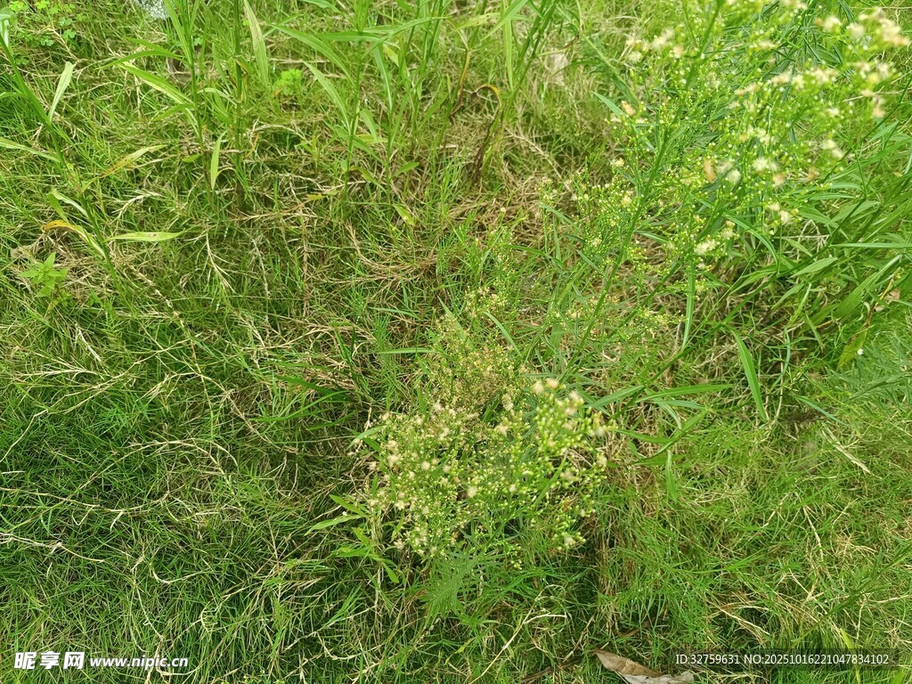 茂盛的绿色草丛