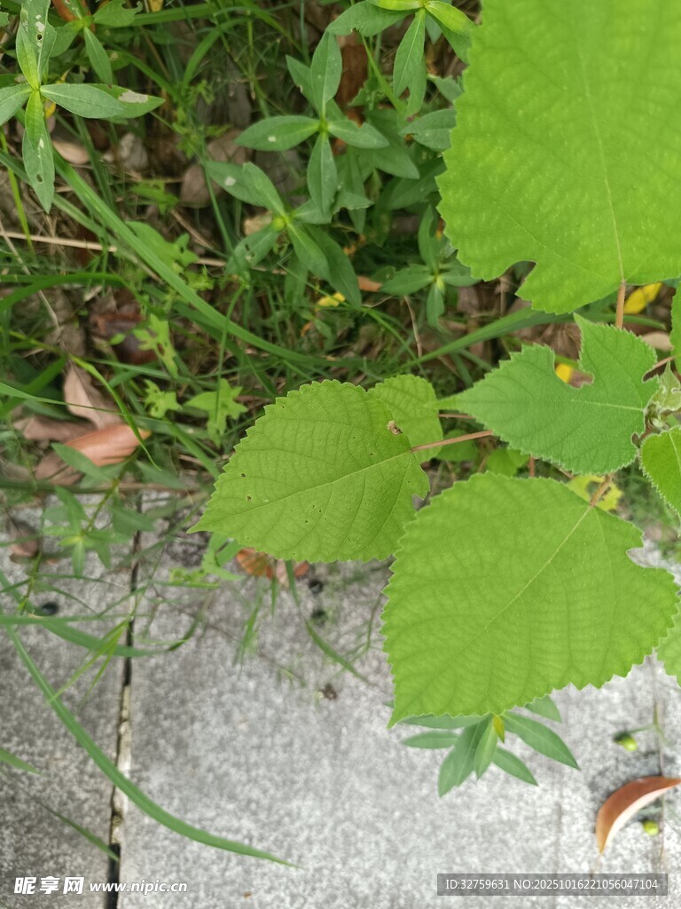 石板旁生长的嫩绿植物