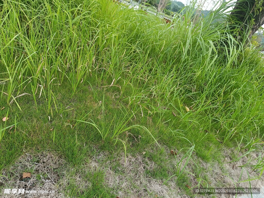 翠绿茂盛的草地景观
