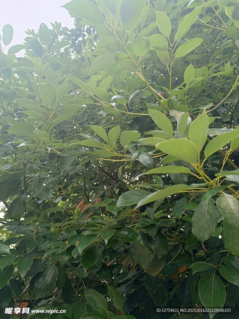 繁茂绿叶的生机景象
