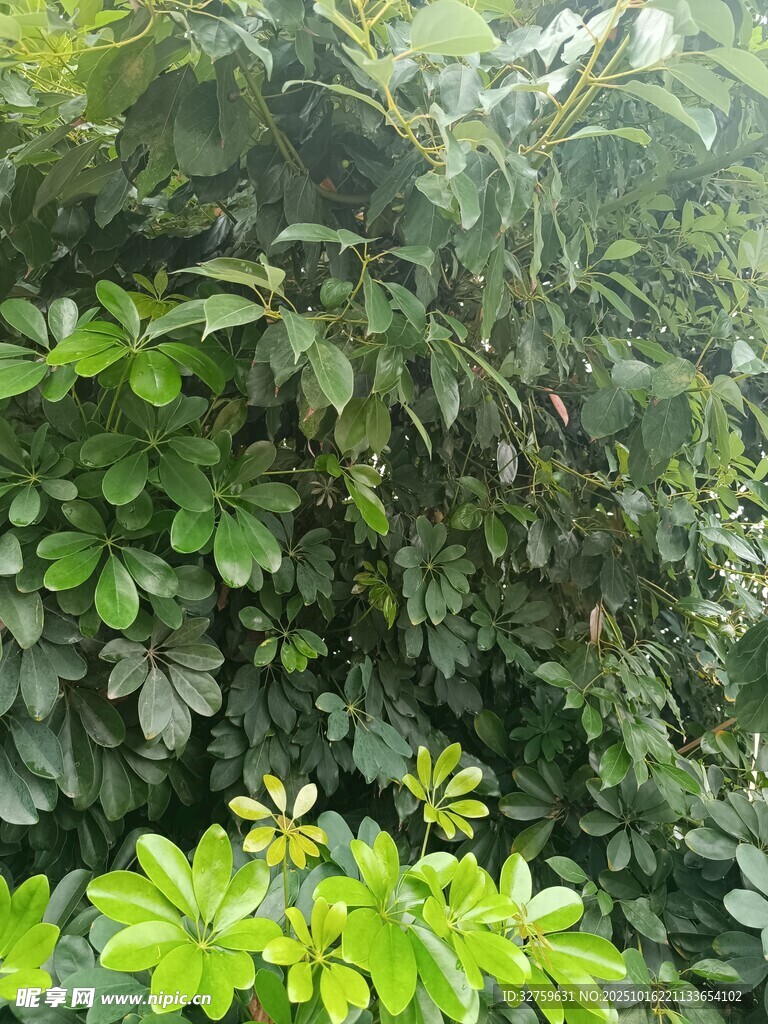 繁茂绿植景观