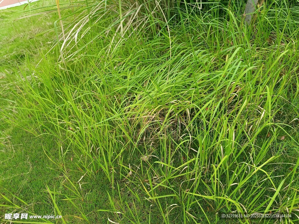 茂盛的绿色草地