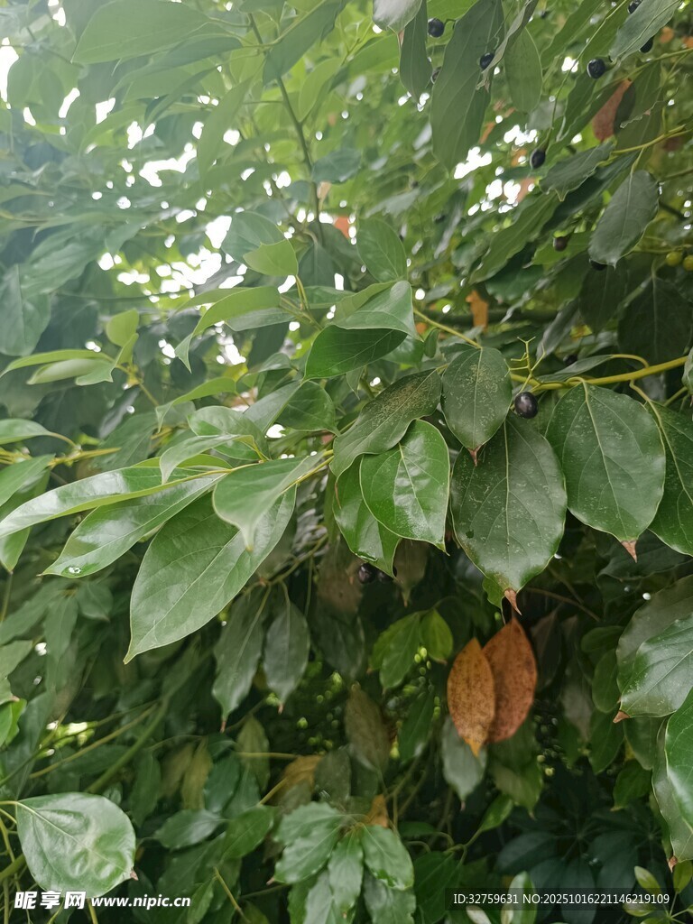 绿叶繁茂的植物景象