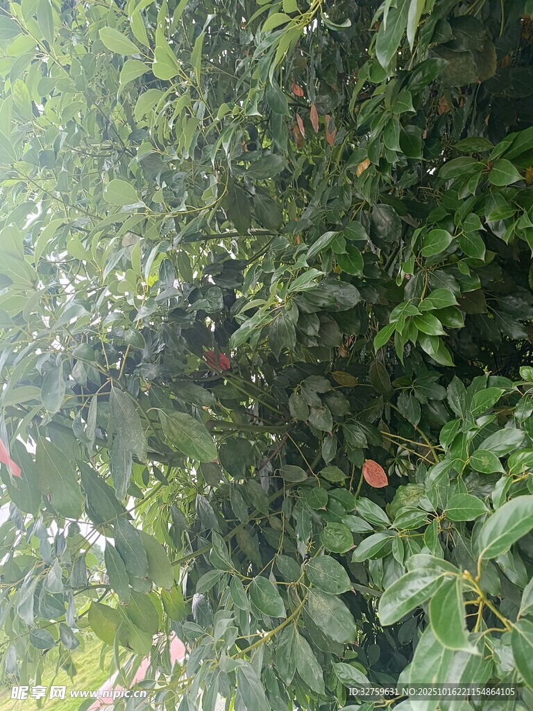 繁茂绿植间的自然景致
