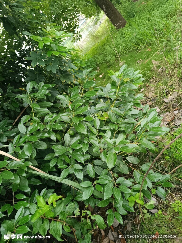 绿意盎然的繁茂植物景观