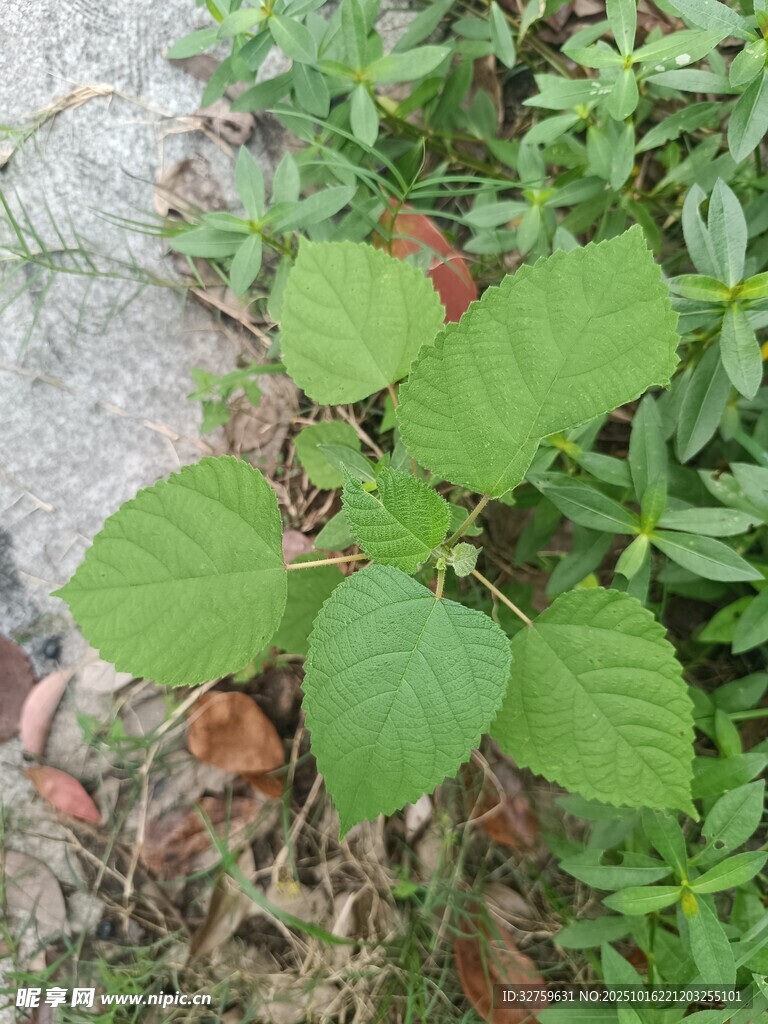 绿叶植物特写