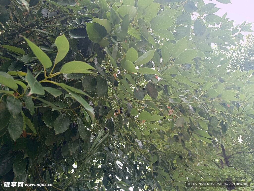 茂密丛林中的繁茂绿植