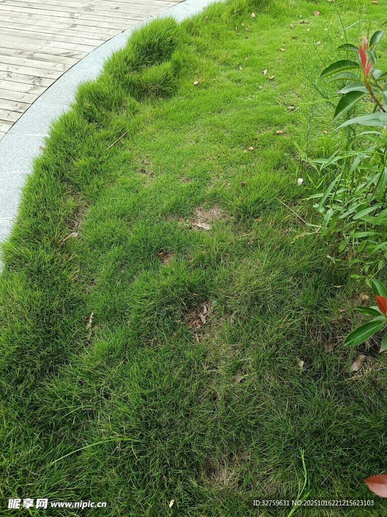 路边翠绿草坪景观