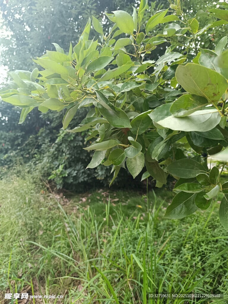 野外繁茂绿植景象