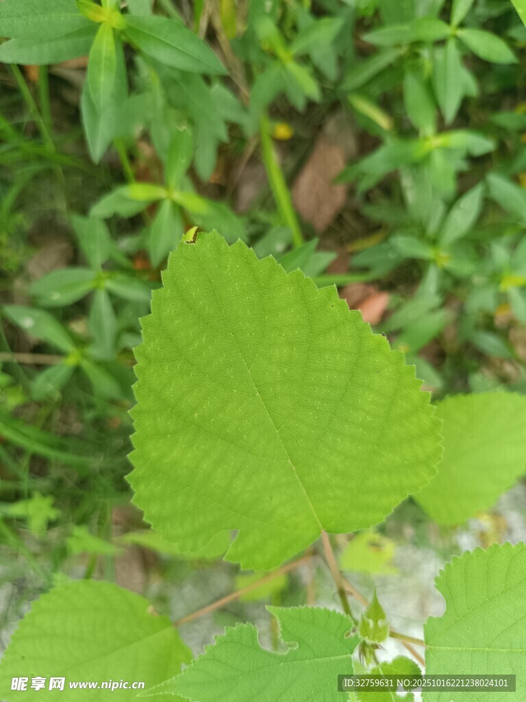 嫩绿叶片