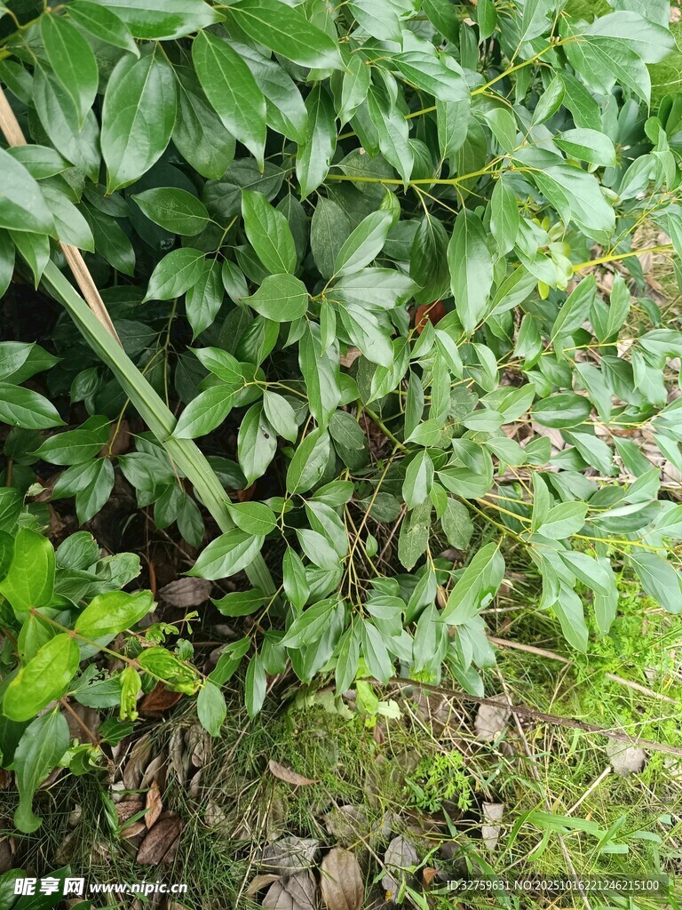 绿叶繁茂的植物