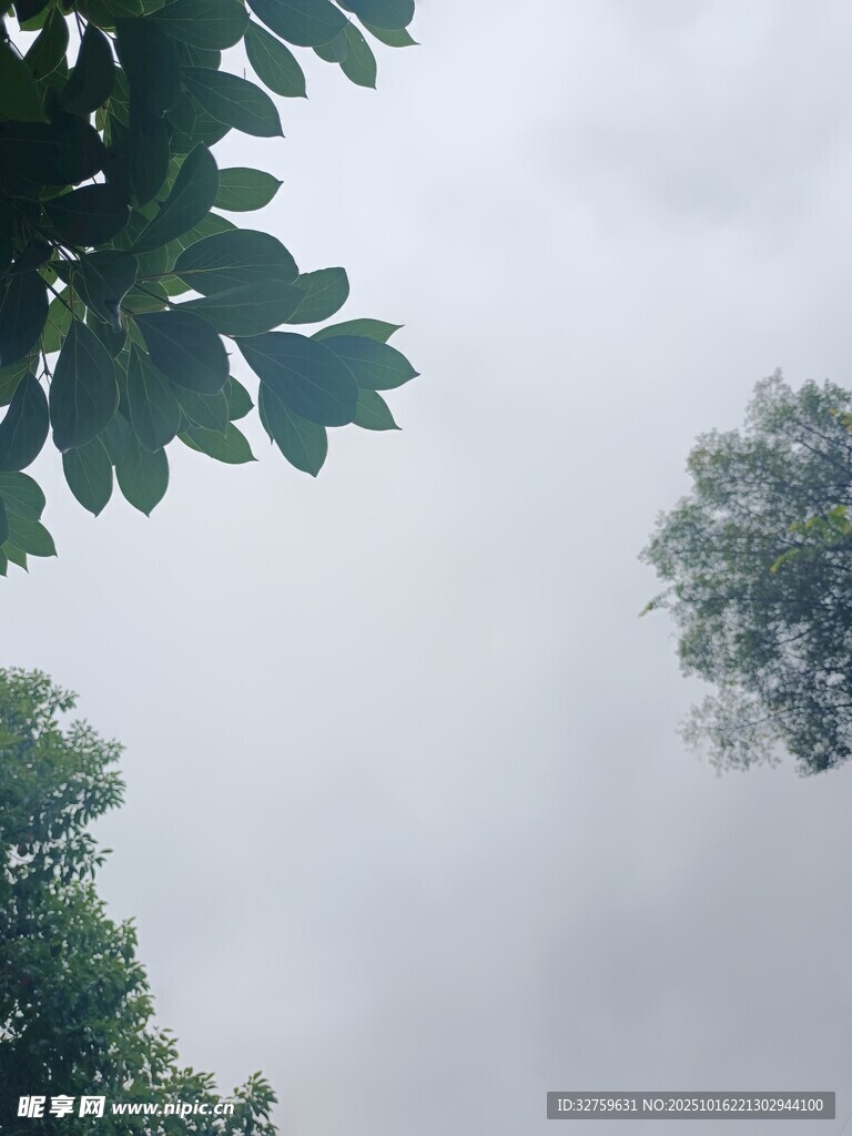 仰视绿树与朦胧天空