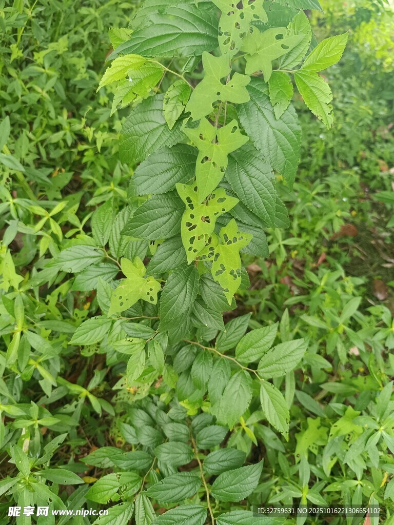 繁茂绿植景观