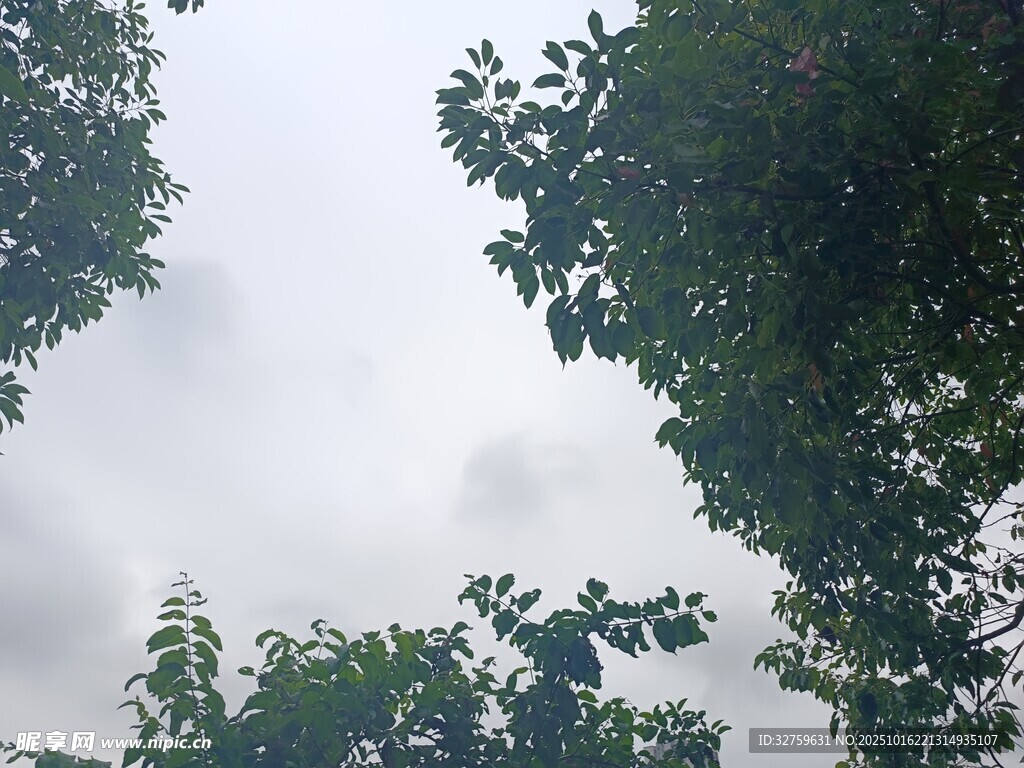 仰视雨中繁茂绿树