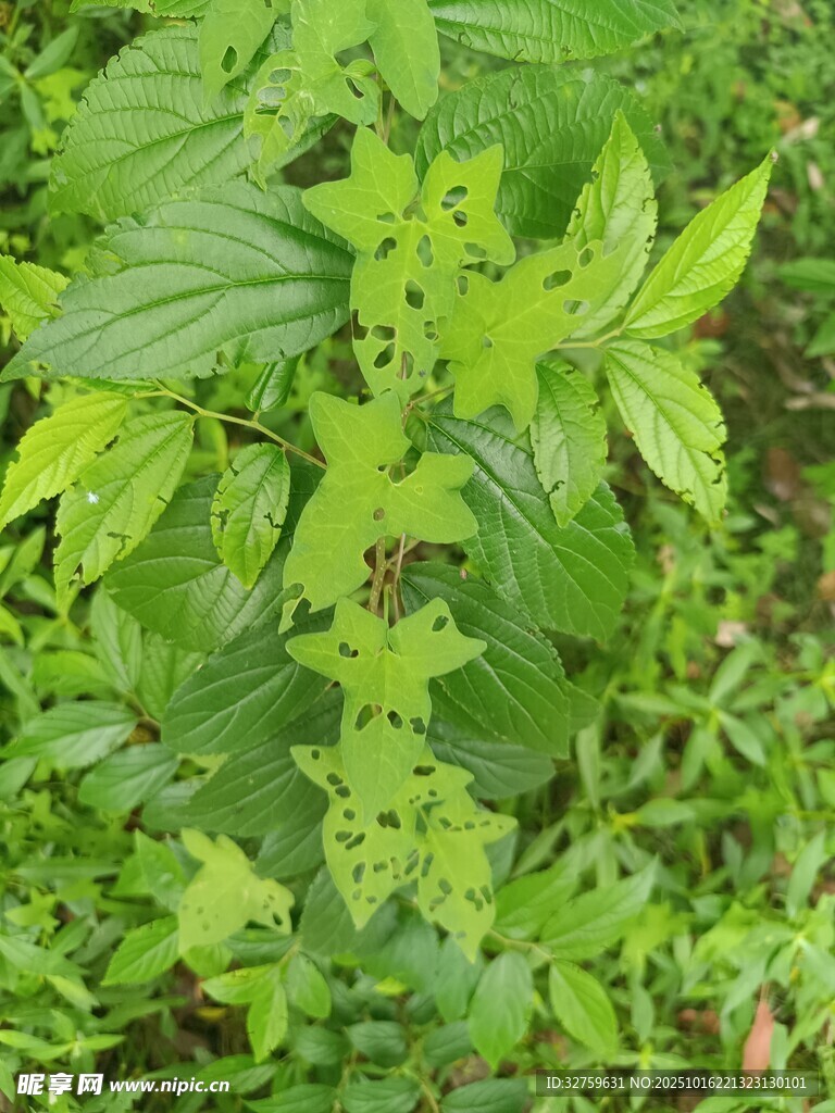 翠绿繁茂的植物叶片
