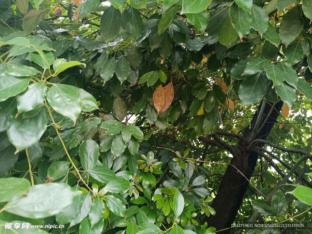 绿叶间的一抹红果实