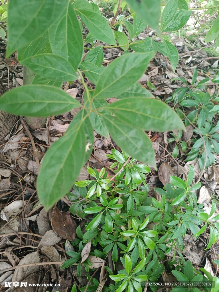 绿叶植物生长于地面