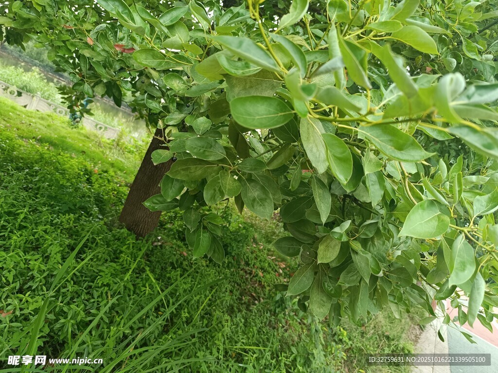 绿叶繁茂的树木与草地