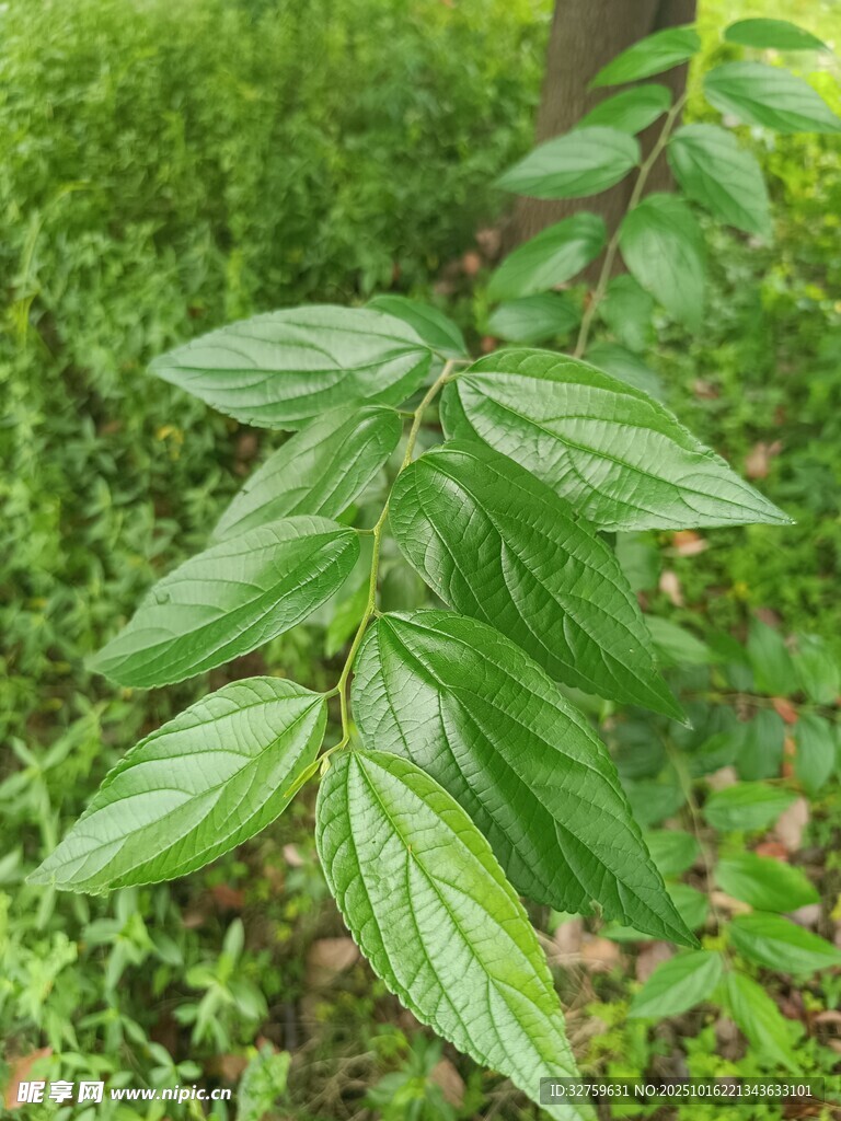 绿叶植物特写