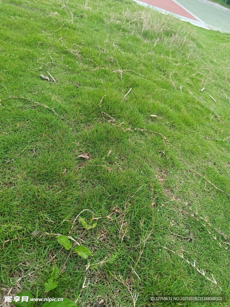 翠绿草坪上的零星小草