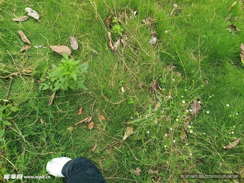 脚边的草地与落叶