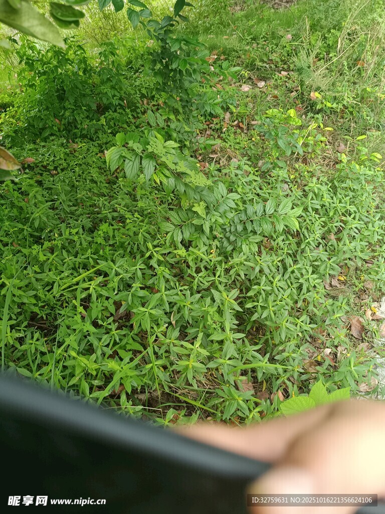 近景下的翠绿草地