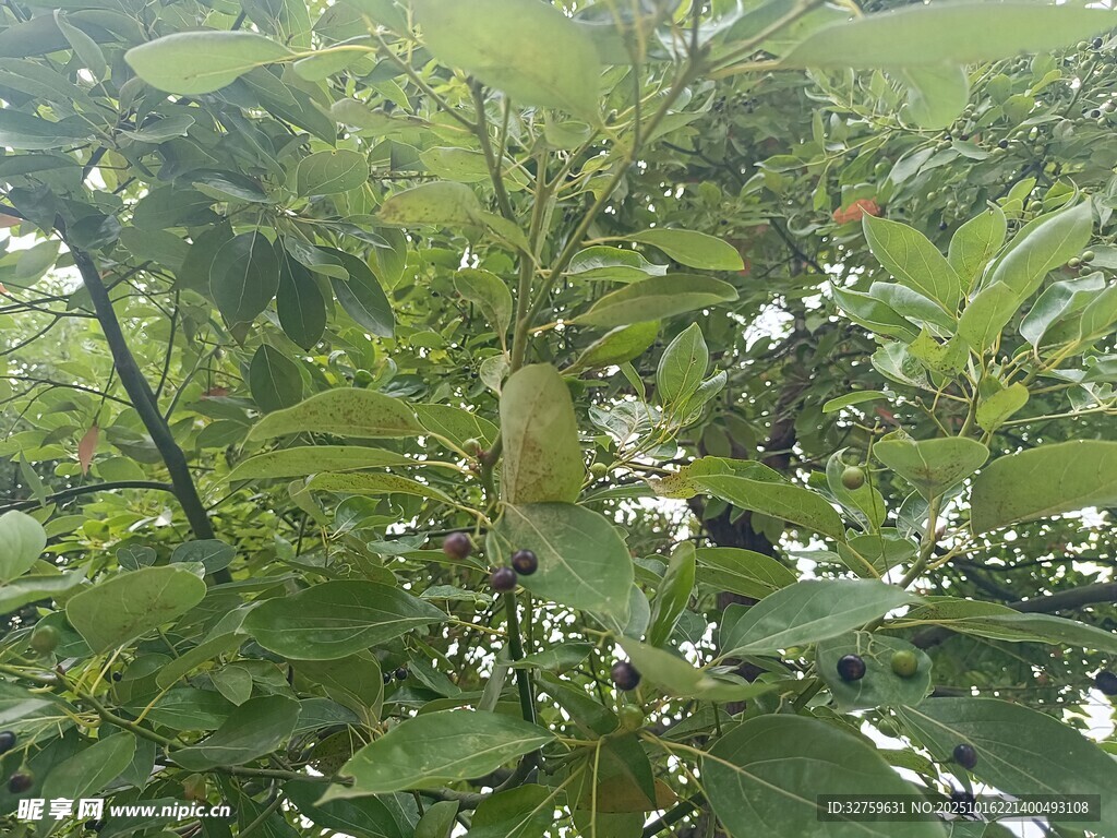 树上挂着的青涩果实