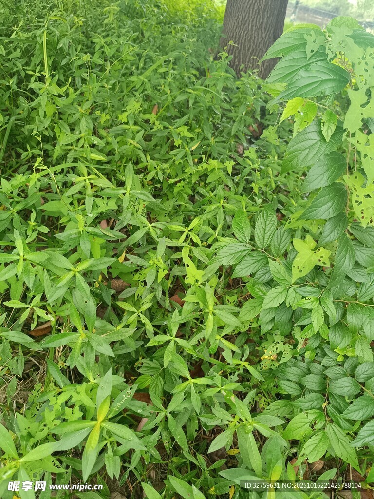 茂盛绿植