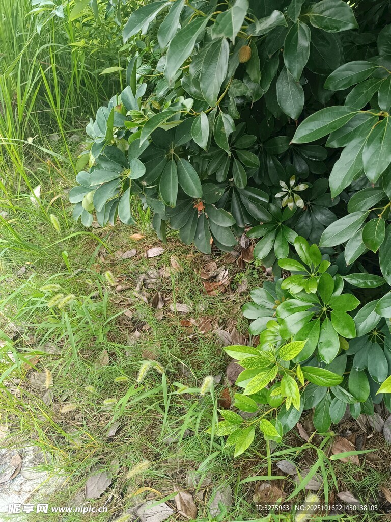 野外繁茂绿植景象