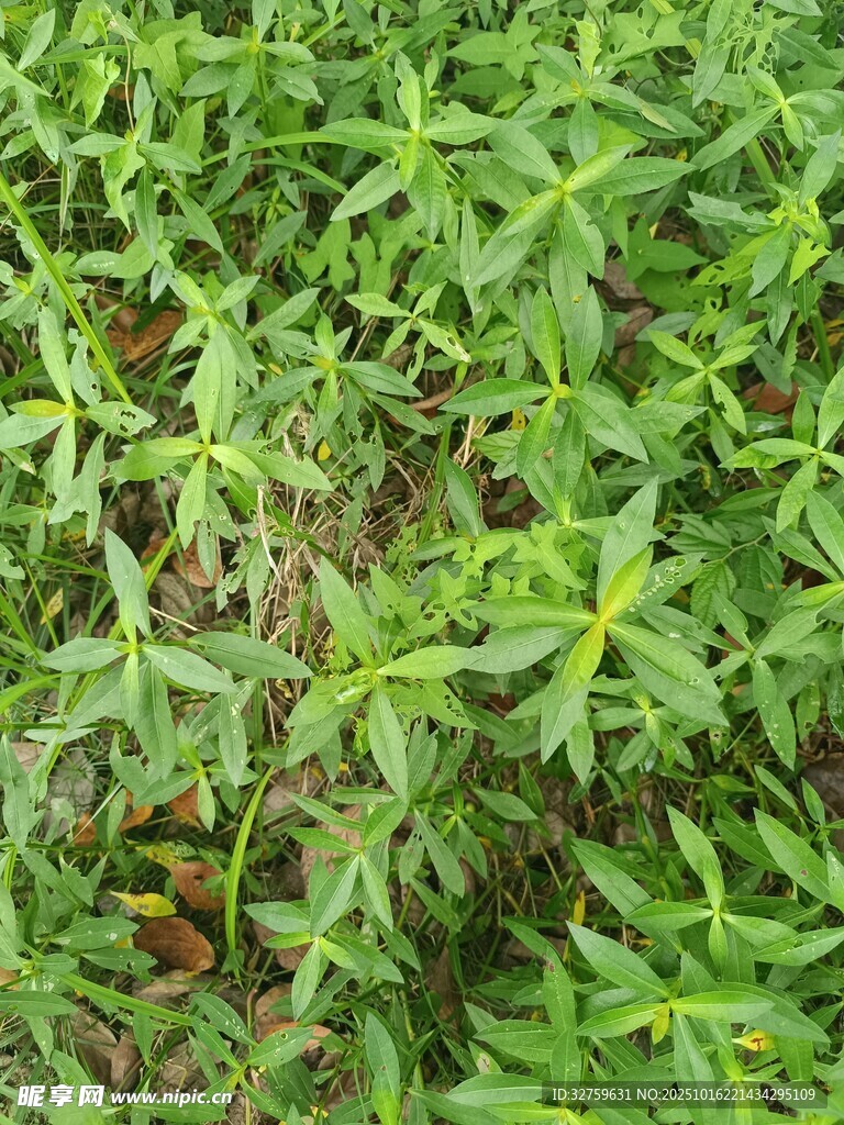 绿色植物丛中的生机景象