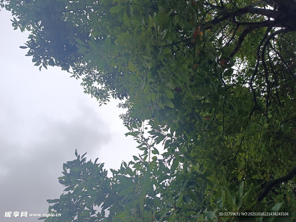 仰视繁茂绿树与朦胧天空