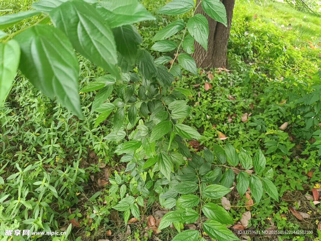 绿意盎然的草地植物景观