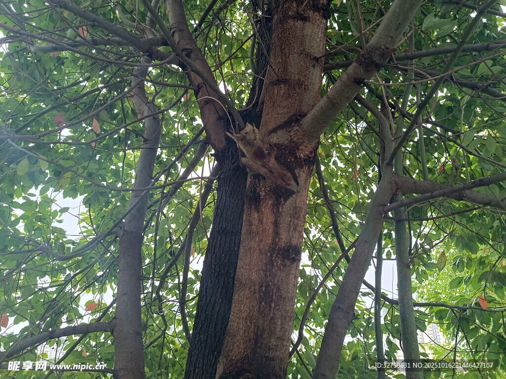 粗壮树干与繁茂枝叶
