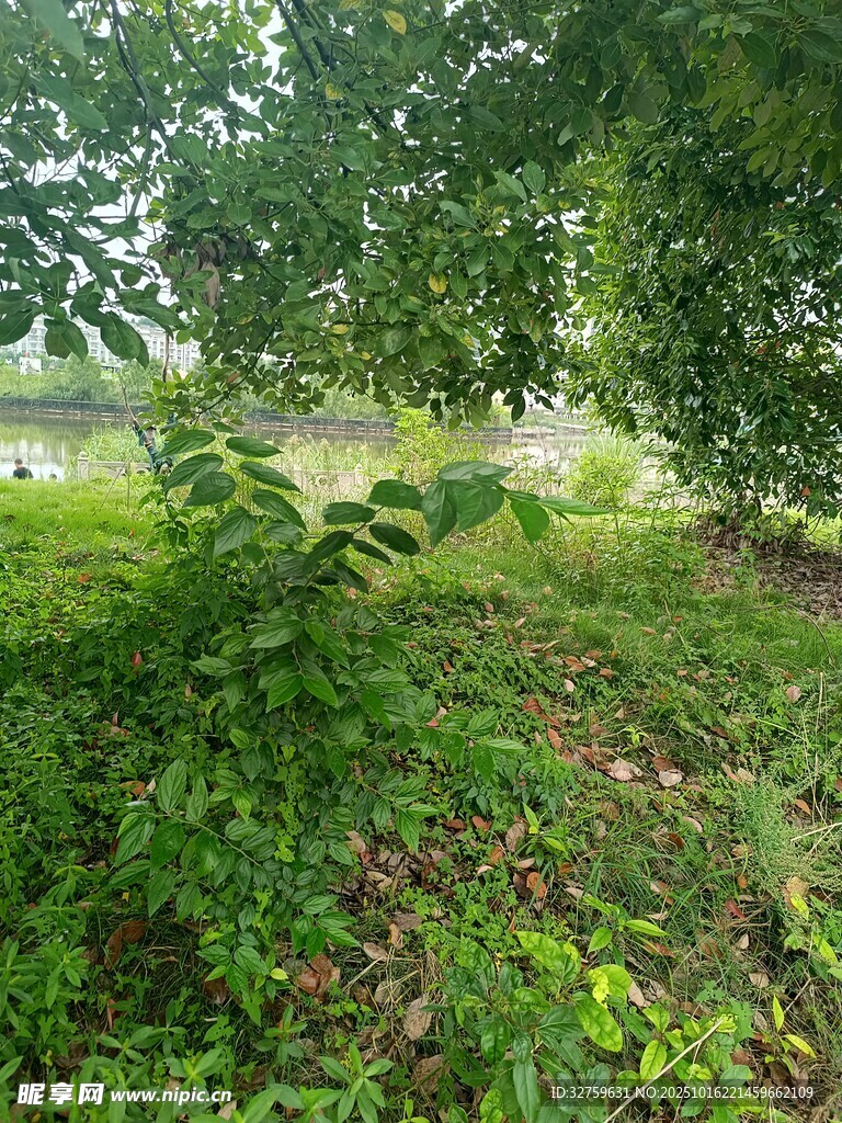 绿意盎然的自然林间景象