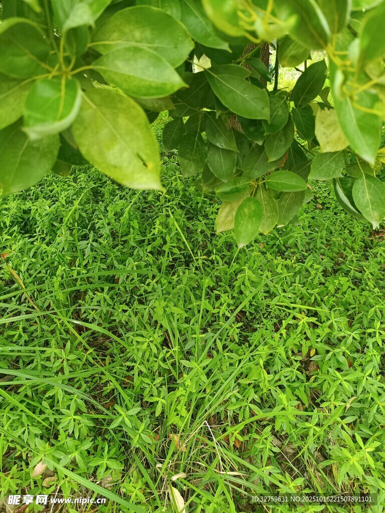 绿叶下的翠绿草地