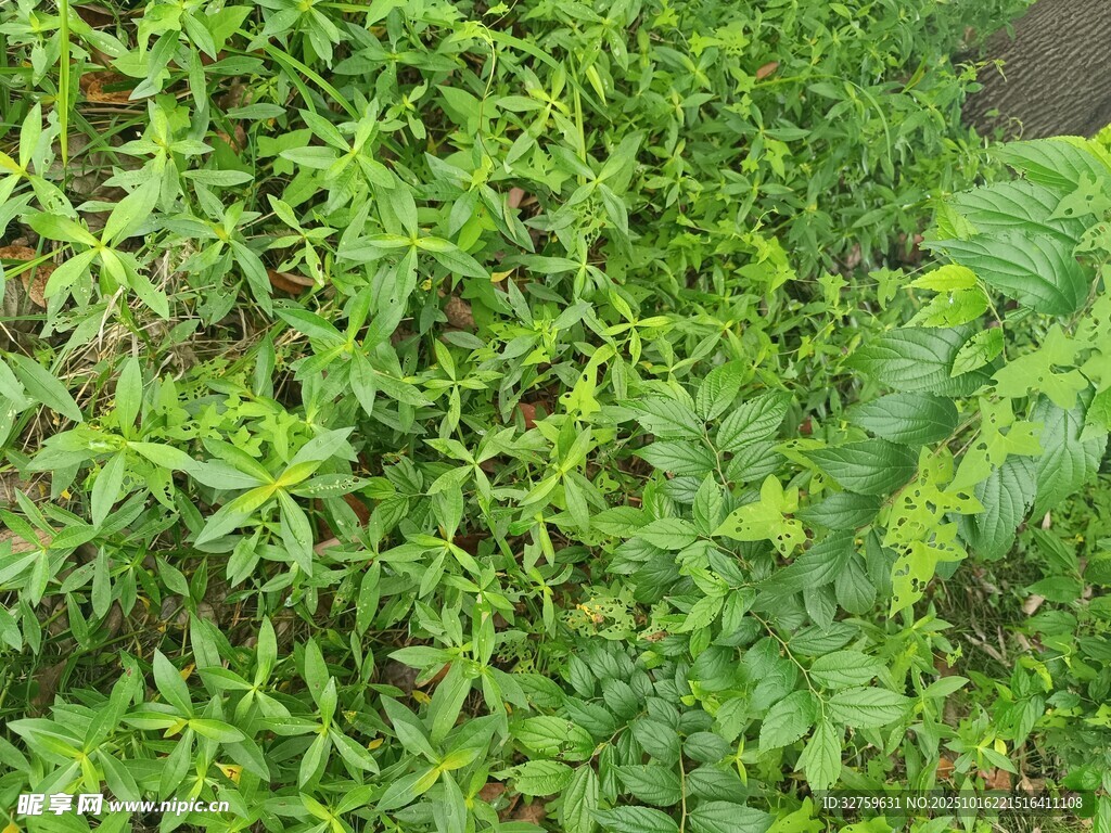 翠绿繁茂的植物景观